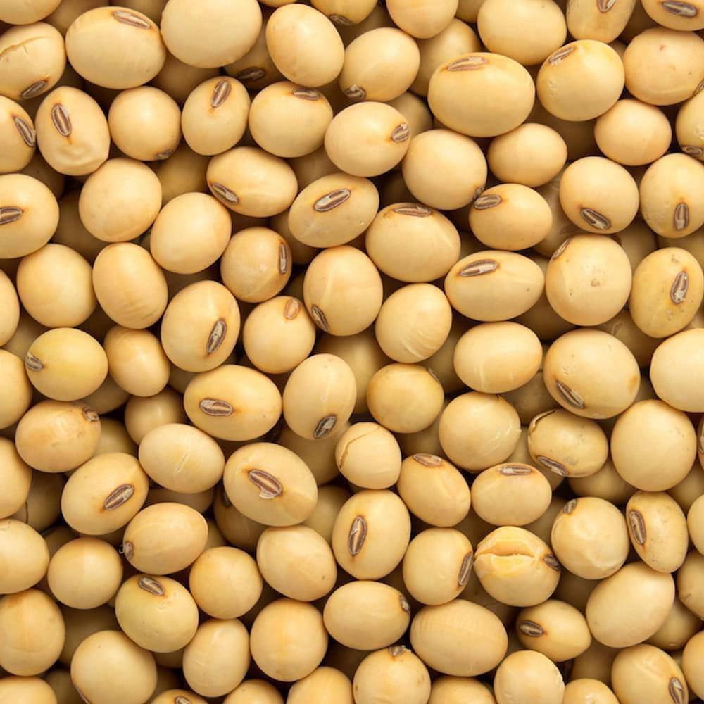 469682483_122213219894031347_2003425267255825838_n (1) Non GMO Soya Beans for Sale - Image 1