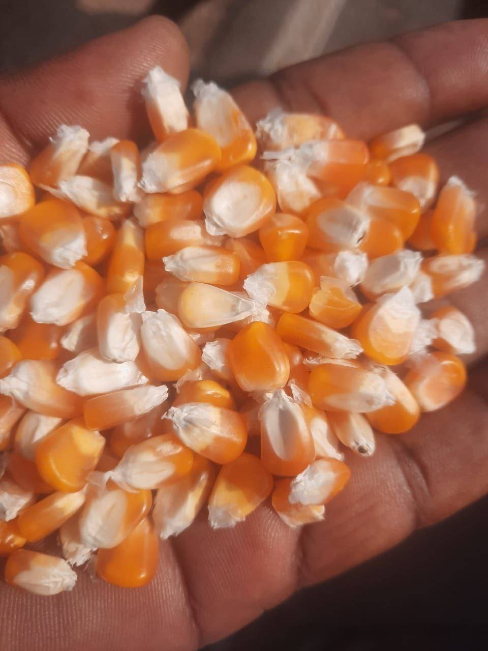 469788137_122213219780031347_1125695950719373523_n Non GMO Yellow Maize For Sale - Image 1