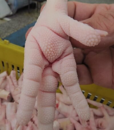 Chicken Feet for Sale – Premium Quality from USA and UK Our high-quality chicken feet are sourced directly from USA and UK, adhering to international standards for hygiene and processing, and tailored for export to global markets, including Muslim and Western countries. Known for their rich collagen content and versatility in culinary applications, chicken feet are highly sought after for use in soups, broths, and traditional dishes.