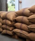 Cocoa Beans for Sale - Image 3