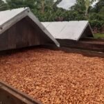 Cocoa Beans for Sale