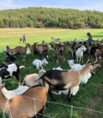 Alpine Goats for Sale