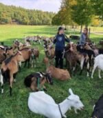 Alpine Goats for Sale - Image 4