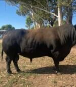 Angus Calves Heifers Bulls - Image 2