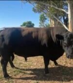 Angus Calves Heifers Bulls - Image 6