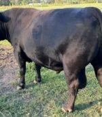 Angus Calves Heifers Bulls - Image 7