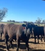 Angus Calves Heifers Bulls - Image 8