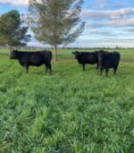 Angus Calves Heifers Bulls - Image 5