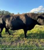 Angus Calves Heifers Bulls - Image 4