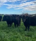 Angus Calves Heifers Bulls - Image 3
