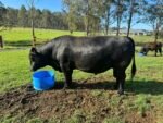 Angus Calves Heifers Bulls