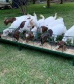 Animal Feed for Sale - Image 4