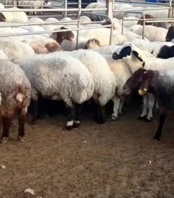 Awassi Sheep for Sale – Rams and Ewes from USA and UK Our premium Awassi Sheep are bred and raised in USA and UK, adhering to international standards and tailored for export to Muslim and Western markets. Known for their exceptional wool production, high milk yield, and resilience in harsh climates, Awassi sheep are highly regarded by farmers and livestock breeders worldwide. We offer only Rams and Ewes, ensuring top-quality animals suited for breeding, wool, and dairy production. USA and UK Awassi Sheep Exporters, Exportateurs de moutons Awassi du USA and UK, Exportadores de ovelhas Awassi do Brasil, 巴西阿瓦西羊出口商, Exportadores de ovejas Awassi de USA and UK, مصدرو أغنام عواسي من البرازيل