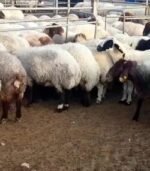 Awassi Sheep for Sale - Image 6