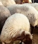 Awassi Sheep for Sale - Image 3