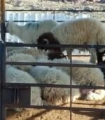 Awassi Sheep for Sale - Image 5