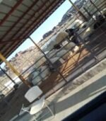 Awassi Sheep for Sale - Image 2