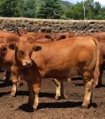 Beefmaster Calves Heifers Bulls - Image 4
