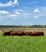 Beefmaster Calves Heifers Bulls - Image 5