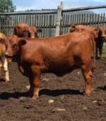Beefmaster Calves Heifers Bulls - Image 3
