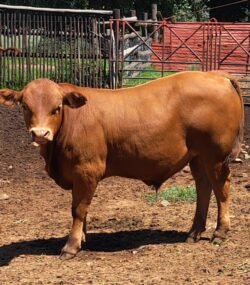 Beefmaster Cattle for Sale – Calves, Heifers, In-calf, and Bulls from Brazil Our high-quality Beefmaster Cattle are bred and raised in Brazil, adhering to stringent international standards to serve both Muslim and Western markets. Brazil Beefmaster Cattle Exporters, Exportateurs de bovins Beefmaster du Brésil, Exportadores de gado Beefmaster do Brasil, 巴西比夫马斯特牛出口商, Exportadores de ganado Beefmaster de Brasil, مصدرو ماشية بيفماستر من البرازيل