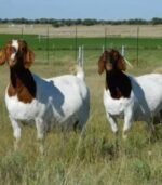Boer Goats for Sale - Image 2