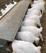 Boer Goats for Sale - Image 4