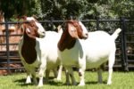 Boer Goats for Sale
