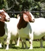Boer Goats for Sale - Image 5