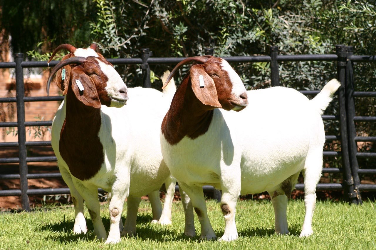 Boer-Goats-for-Sale-kj Boer Goats for Sale - Image 1