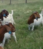 Boer Goats for Sale - Image 3