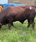 Bonsmara Calves, Heifers and Bulls - Image 2
