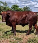 Bonsmara Calves, Heifers and Bulls - Image 6