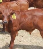 Bonsmara Calves, Heifers and Bulls - Image 3
