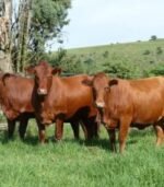 Bonsmara Calves, Heifers and Bulls - Image 7