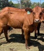 Bonsmara Calves, Heifers and Bulls - Image 4