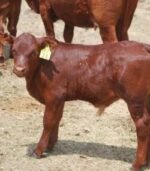 Bonsmara Calves, Heifers and Bulls - Image 5
