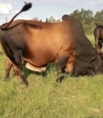 Boran (Calves, Heifers, Bulls) - Image 5
