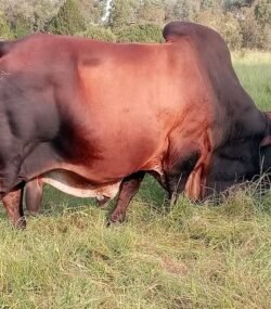 Boran Cattle for Sale – Calves, Heifers, In-calf, and Bulls from USA and UK Our premium Boran Cattle are bred and sold in USA and UK. USA and UK Boran Cattle Exporters, Exportateurs de bovins Boran du USA and UK, Exportadores de gado Boran do USA and UK, 巴西博兰牛出口商, Exportadores de ganado Boran de USA and UK, مصدرو ماشية بوران من البرازيل