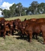 Boran (Calves, Heifers, Bulls) - Image 3