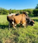 Boran (Calves, Heifers, Bulls) - Image 2