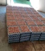 Chicken Eggs for Sale - Image 4
