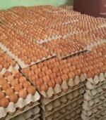 Chicken Eggs for Sale – Large, Extra Large, and Jumbo from USA and UK Our premium-quality chicken eggs are sourced from Brazil, adhering to the highest international standards for freshness and quality. With sizes ranging from Large, Extra Large, to Jumbo, our USA and UK cater to diverse culinary and nutritional needs, whether for baking, cooking, or wholesale supply.