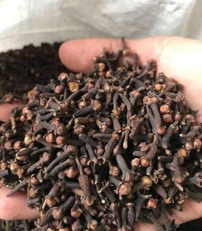 Premium Cloves for Sale – Sustainably Sourced and Processed in Brazil Our premium-quality cloves are carefully sourced and processed in Brazil to ensure their rich flavor Brazil Cloves Exporters, Exportateurs de clous de girofle du Brésil, Exportadores de cravo-da-índia do Brasil, 巴西丁香出口商, Exportadores de clavo de olor de Brasil, مصدرو القرنفل من البرازيل
