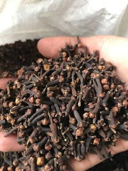 Cloves-for-Sale Premium Cloves for Sale – Sustainably Sourced and Processed in Brazil Our premium-quality cloves are carefully sourced and processed in Brazil to ensure their rich flavor Brazil Cloves Exporters, Exportateurs de clous de girofle du Brésil, Exportadores de cravo-da-índia do Brasil, 巴西丁香出口商, Exportadores de clavo de olor de Brasil, مصدرو القرنفل من البرازيل