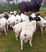 Dorper Sheep for Sale - Image 2