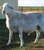 Dorper Sheep for Sale - Image 6