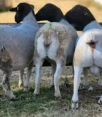Dorper Sheep for Sale - Image 7