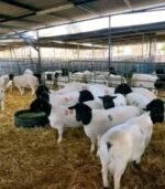 Dorper Sheep for Sale - Image 5