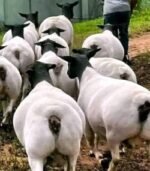 Dorper Sheep for Sale